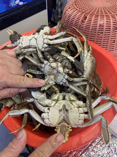 大闸蟹和青蟹哪个价格便宜,大闸蟹最便宜肥美的季节