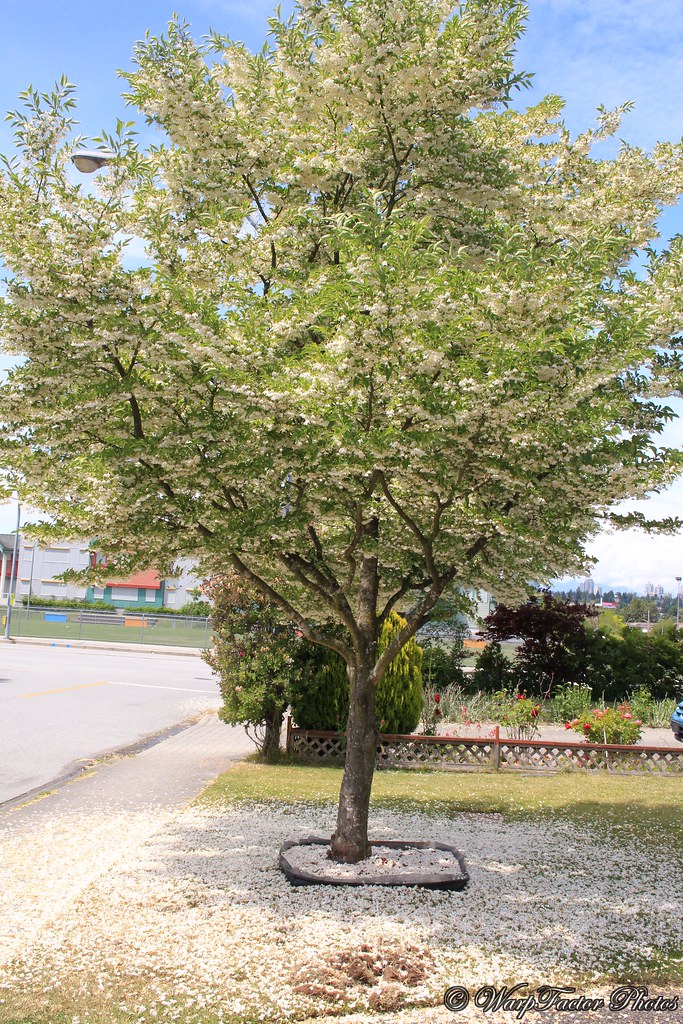 50亩山地种什么经济效益好,山东适合种的水果树种植