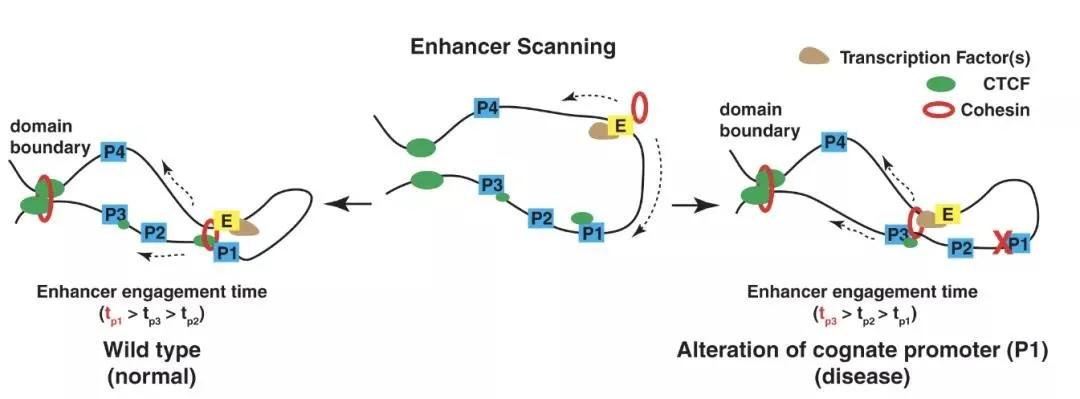 知耕快报｜高GABA基因编辑番茄日本上市；植物工厂种植可可树