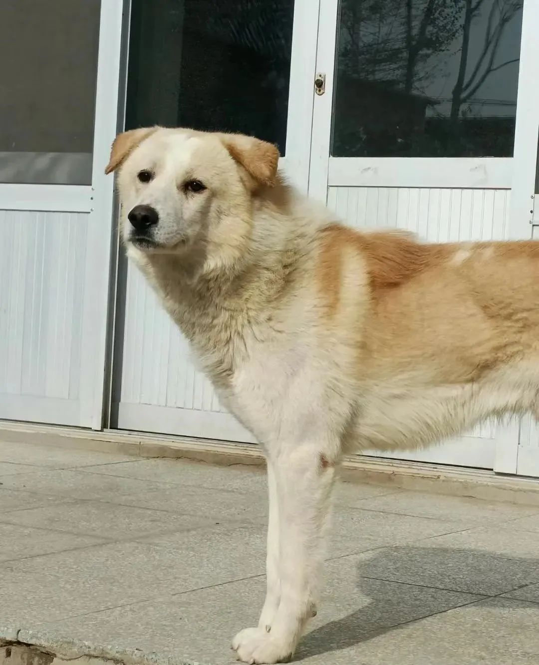 宠物市场的底层逻辑,关于宠物市场的市场分析