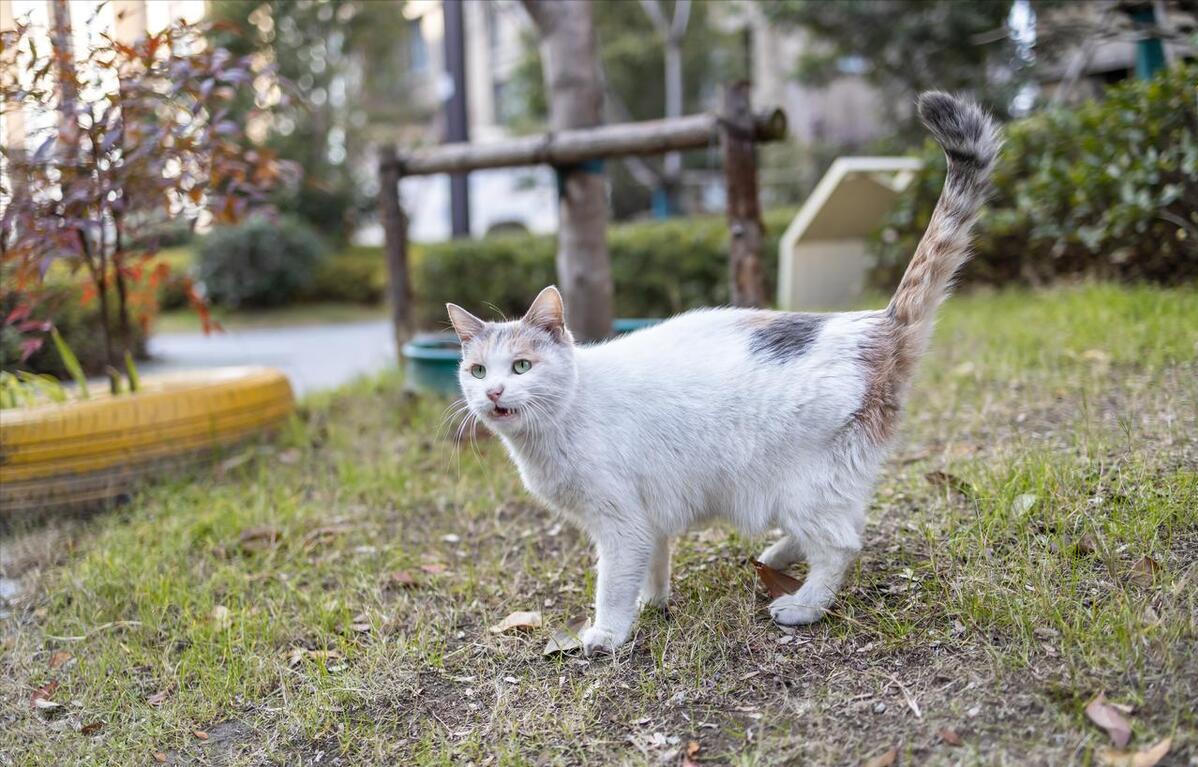 为什么中华田园猫很受人喜爱,养中华田园猫费钱吗