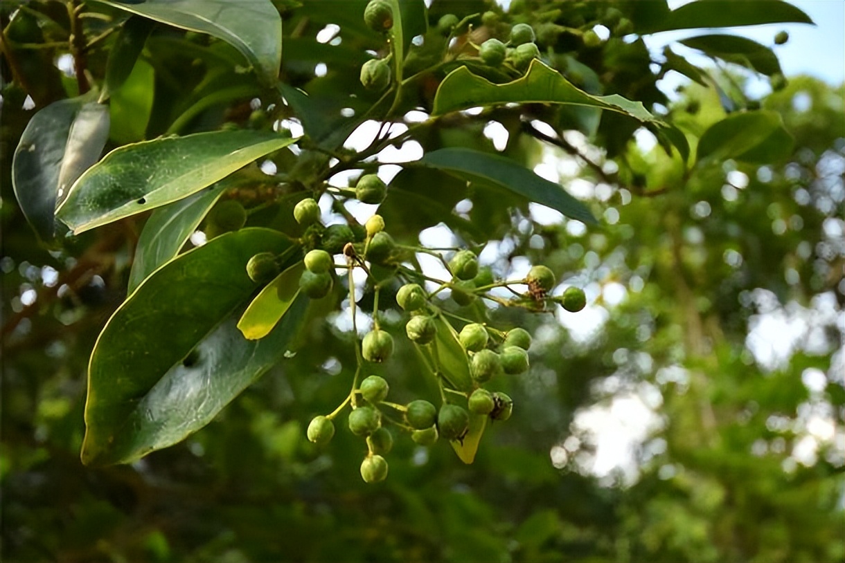 坪山金龟生态艺术小镇,坪山全域自然博物步道