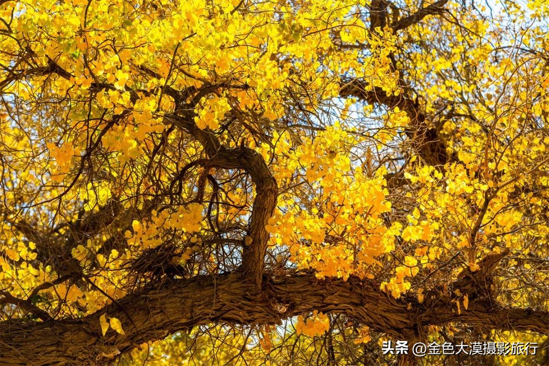 额济纳赏胡杨视频,赤峰额济纳赏胡杨