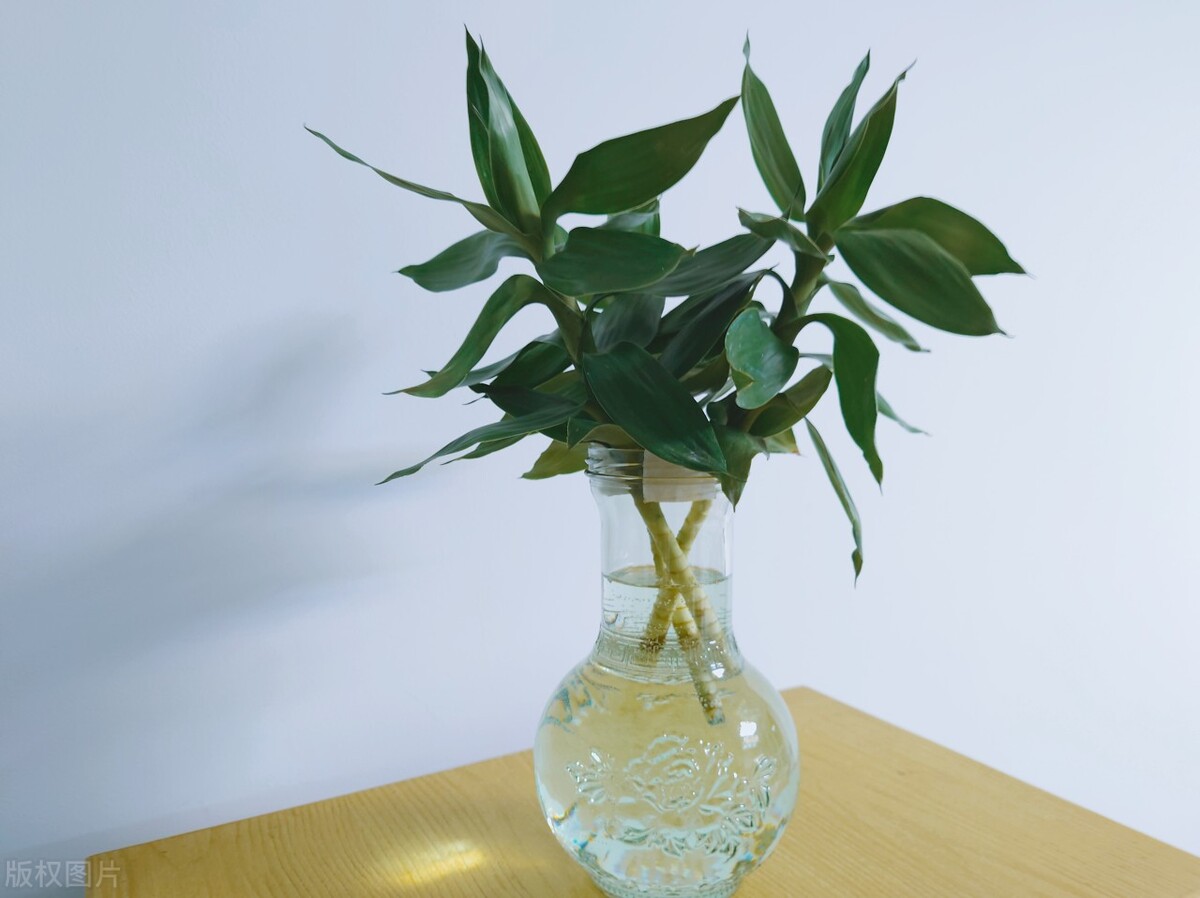 富贵竹应该怎么养才好活,你知道富贵竹怎么养吗