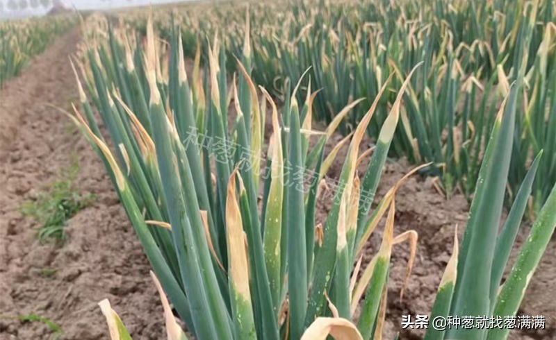 大葱苗干尖打什么药最好,大葱栽培后发生干尖怎么治