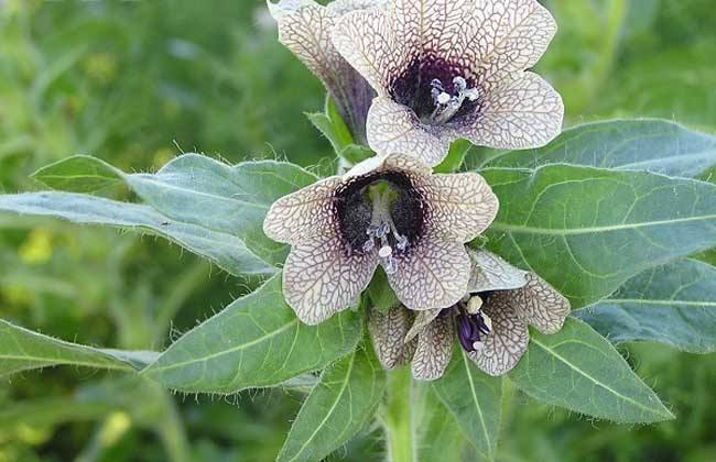 常见有毒花千万别碰,世上有毒的花和植物