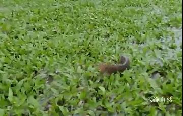男子开门遇到小鲫鱼，次日发现更多鱼爬上岸，过山鲫为啥离开水？