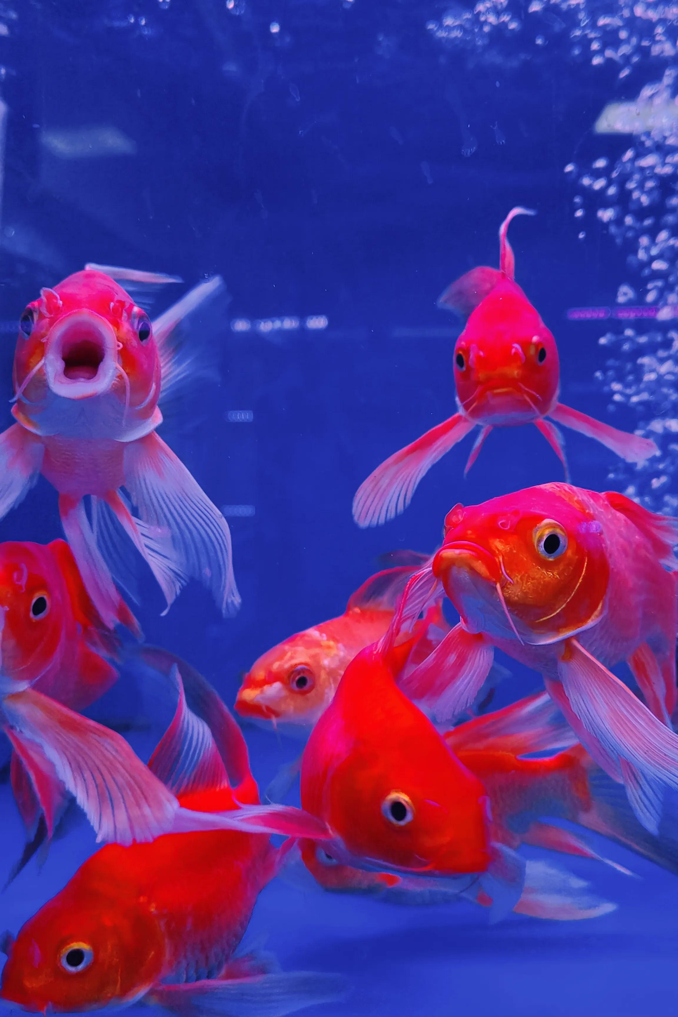 广西花鸟市场和南宁花鸟市场,广西平果花鸟市场在哪里