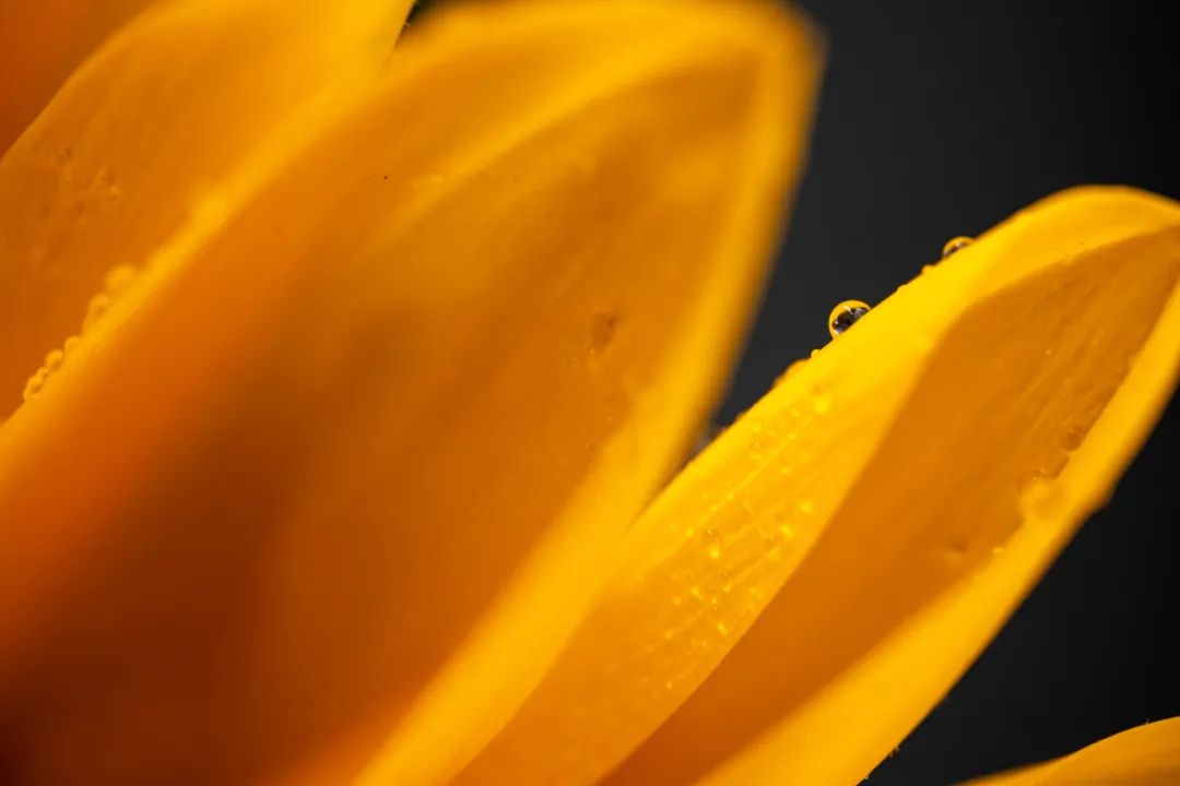 老蛙9mm全画幅镜头评测,老蛙100mmf2.8与2.9微距镜头