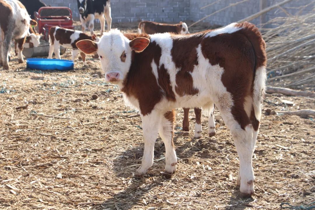 高台县黑泉镇：肥牛敲响“致富门”