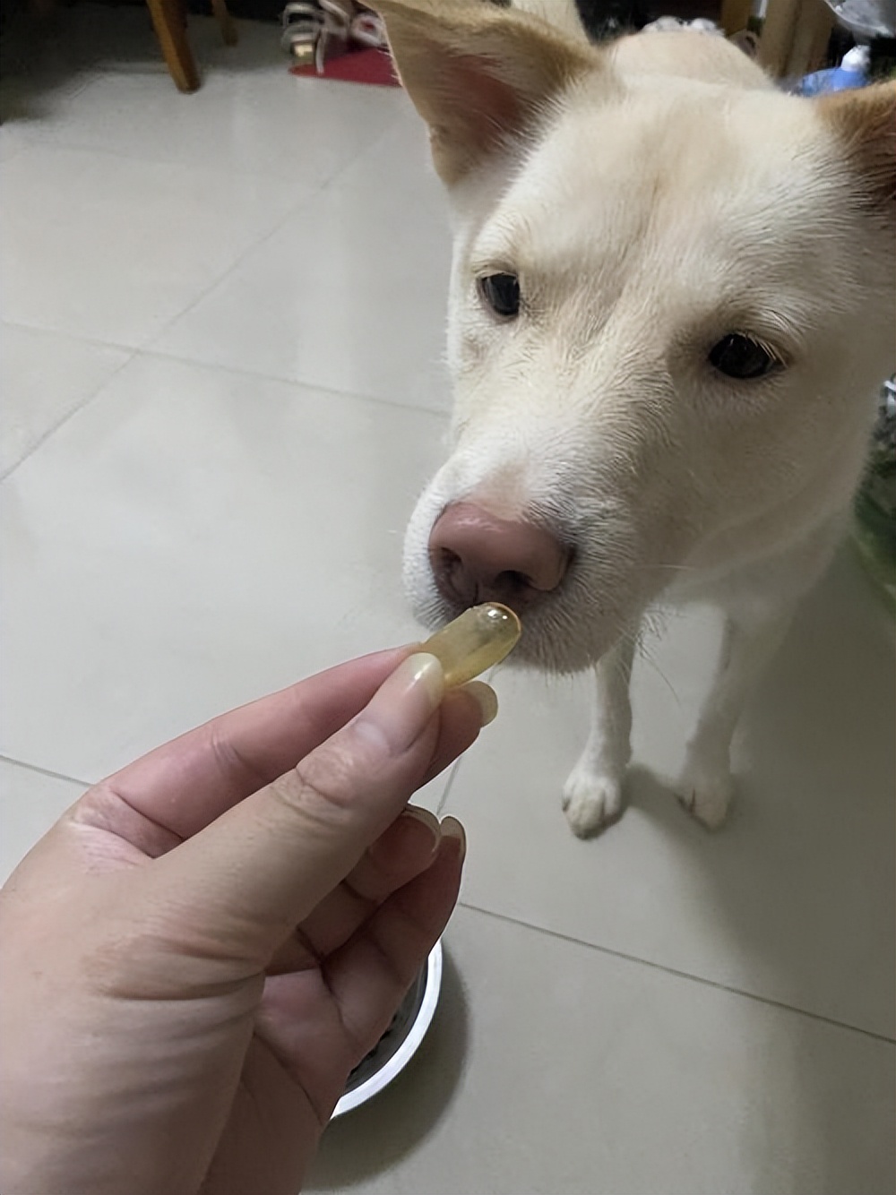 经常吃这些,让狗狗毛发获得“新生”,铲屎的还不赶紧喂!