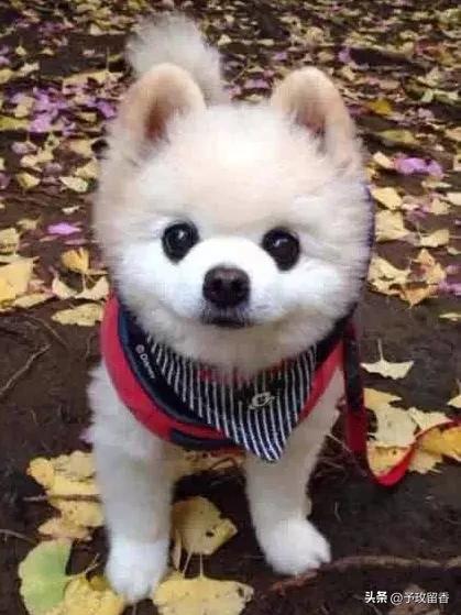 宠物狗应该怎么养详细介绍科普,宠物狗喂养及训练方法有哪些