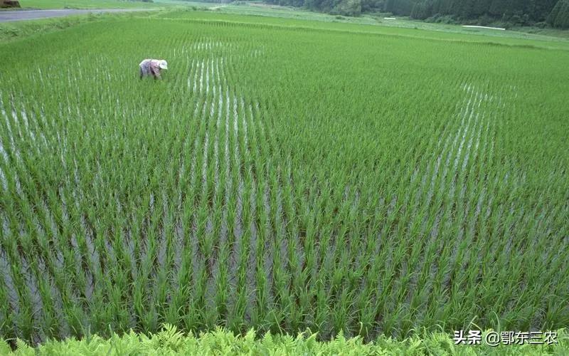水稻遇低温怎么办,水稻低温后怎么管理