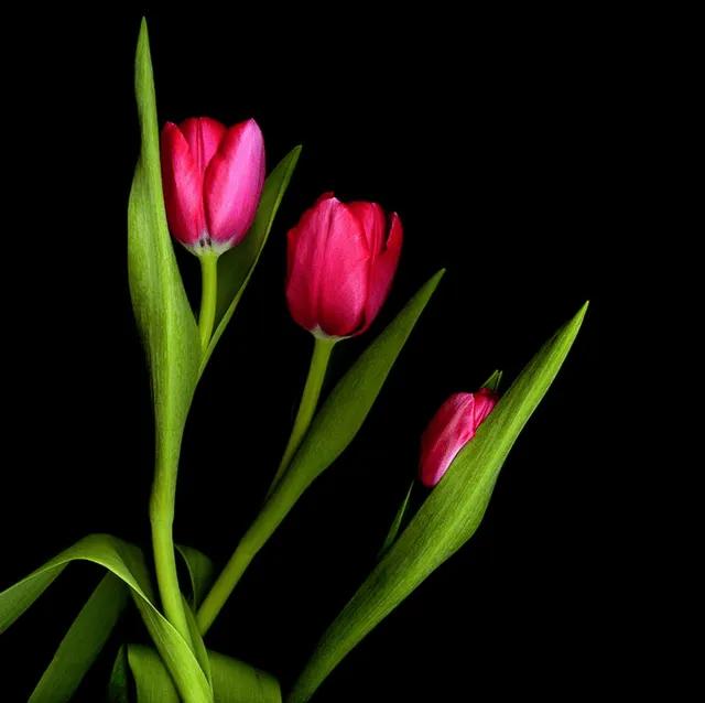 漂亮的郁金香随手一拍都是美景,春天的郁金香花海美得不可方物