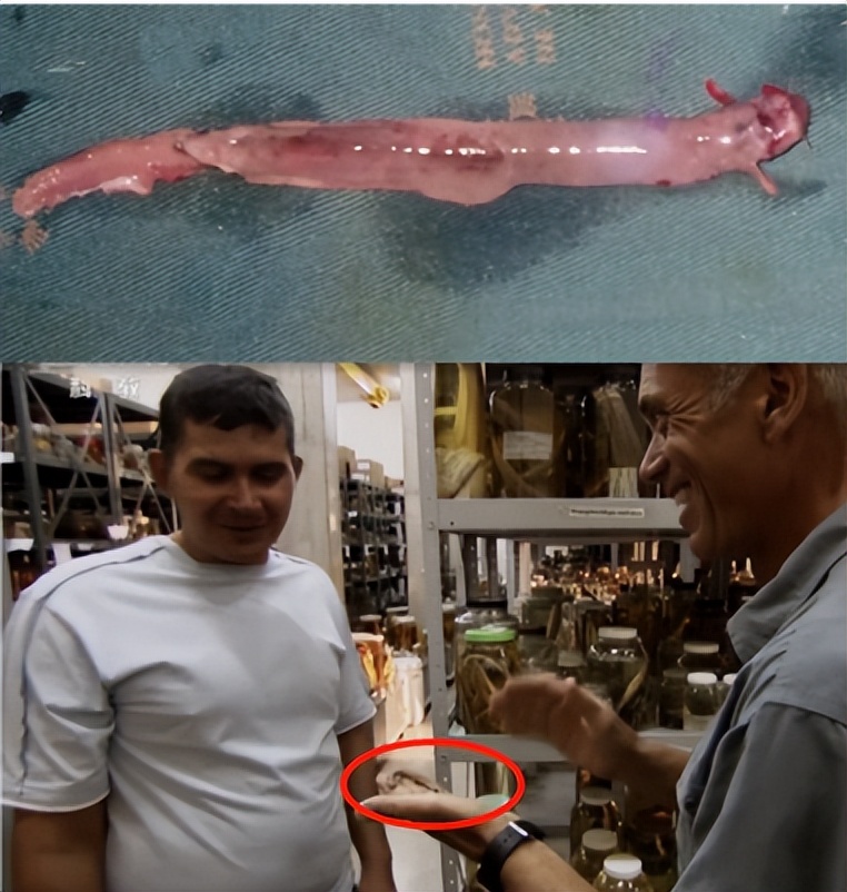 男子钓鱼鱼儿被湖里鲶鱼吃了,男人钓鱼被鲨鱼吃掉