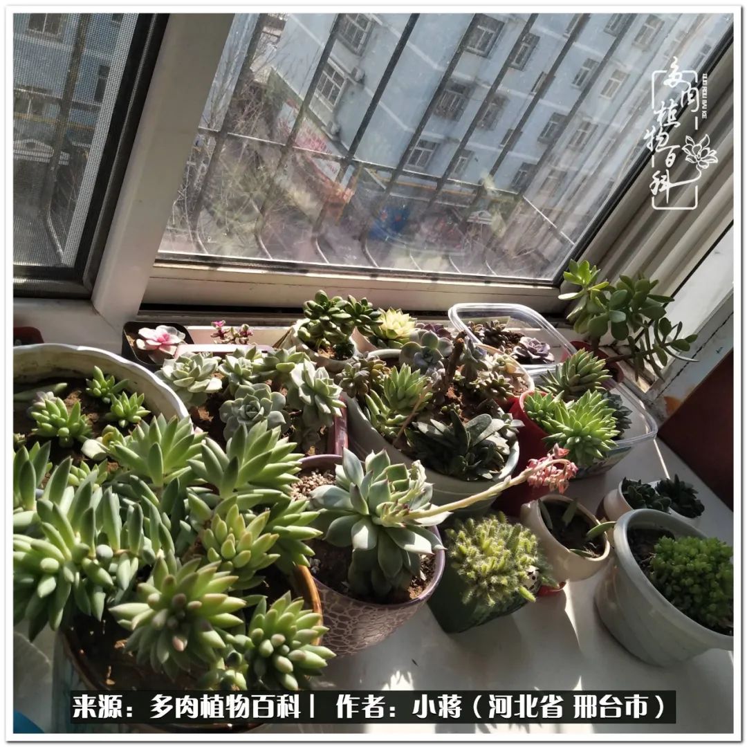 我与多肉植物之间的故事,我和多肉十二卷的故事100字