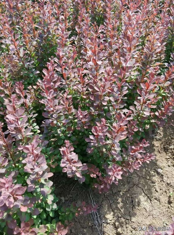 红叶小檗紫叶小檗的价格,红叶小檗幼苗批发基地