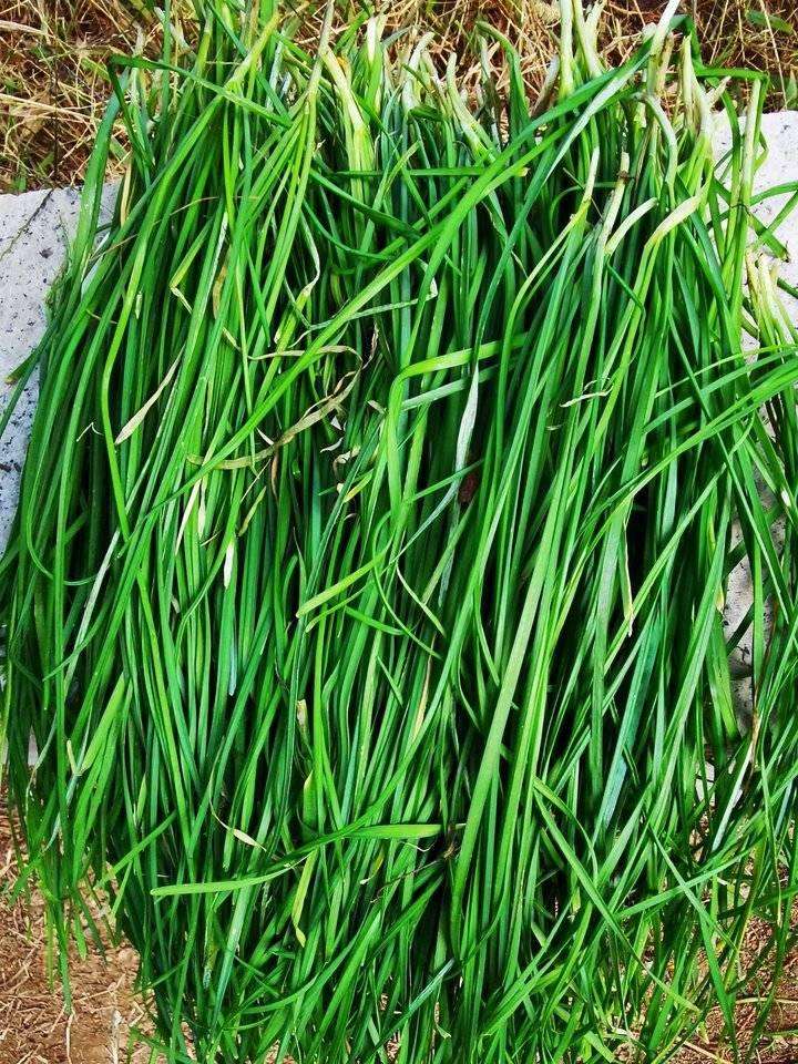 春天挖野菜图片大全,最全野菜图集63种野菜大图鉴