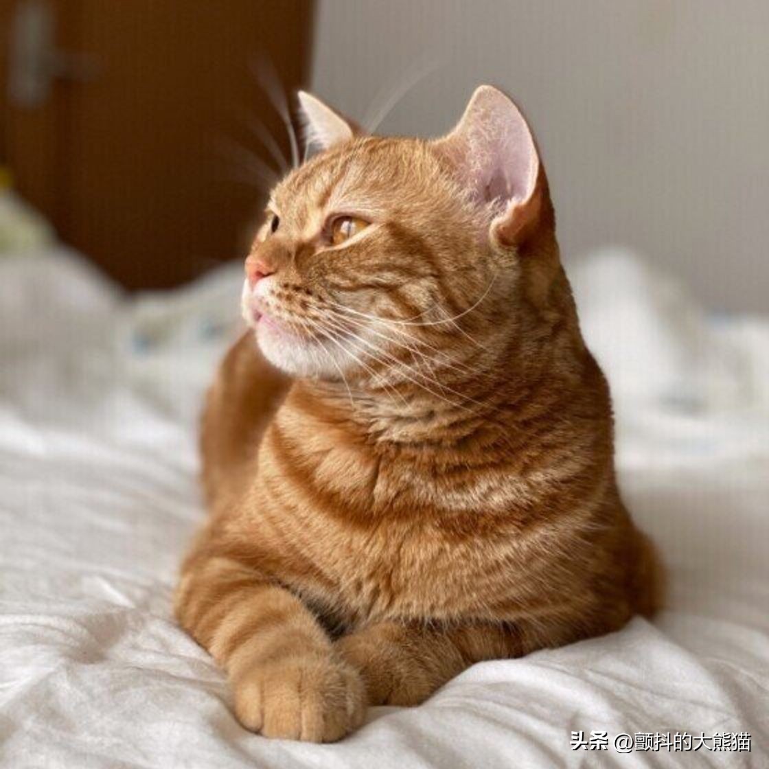 猫的寿命有望突破30岁,让猫咪寿命延长至30余年的疫苗