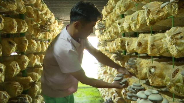 合水：小菌棒开出“致富花”托起群众增收“梦”