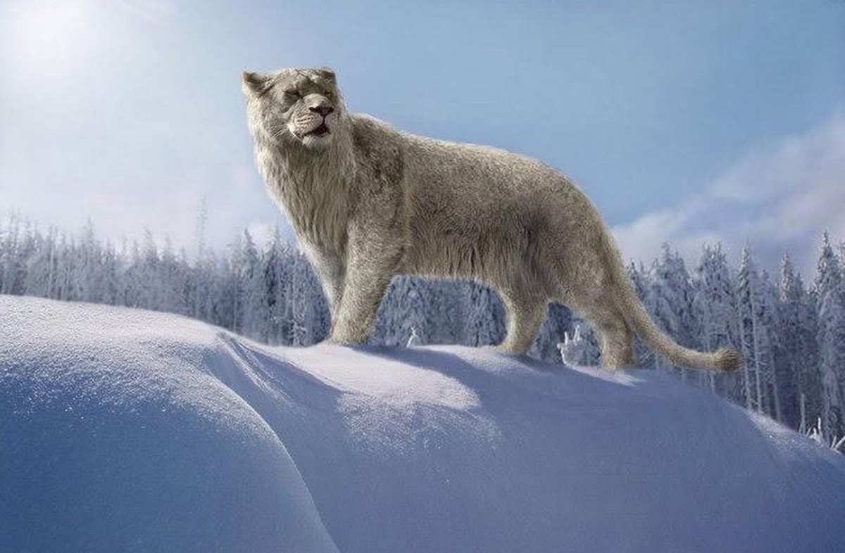 残暴狮世界上最大的猫科动物,狮虎兽世界最大猫科动物