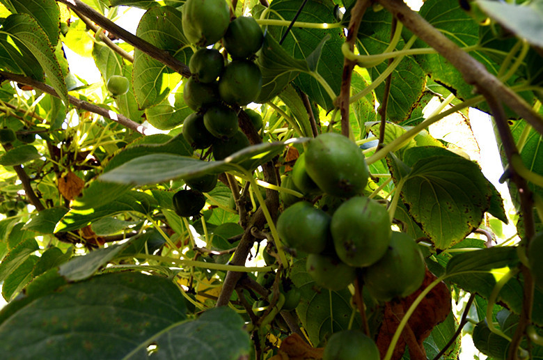 好“丰”景丨*疆新**兵团四师：特色水果俏市场