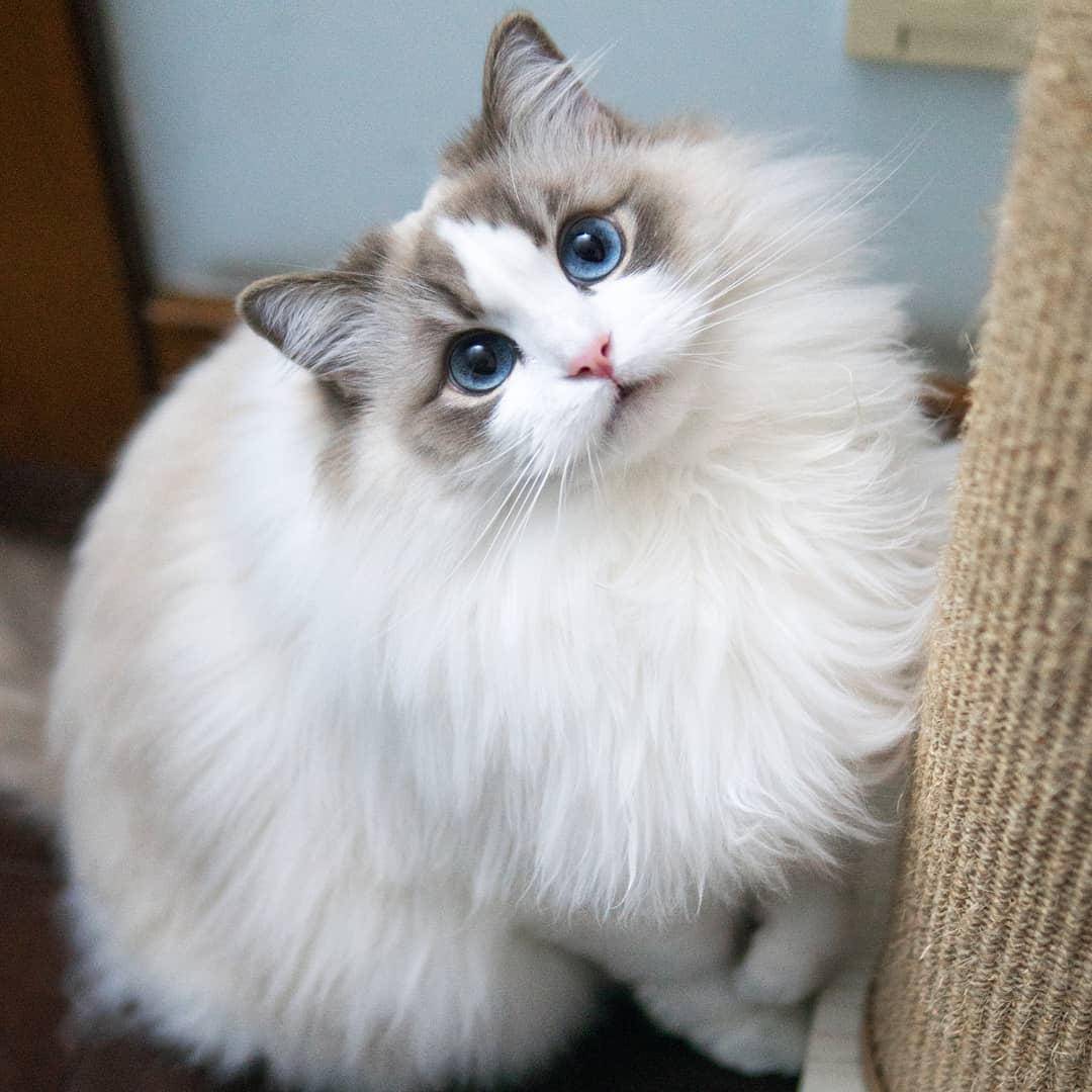 哪些猫掉毛不那么严重,哪种猫掉毛特别严重