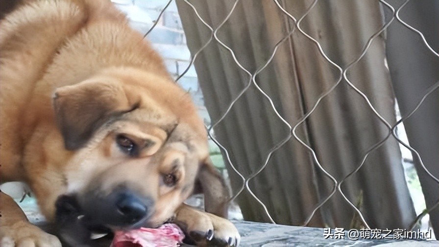 土狗不吃饭只想吃肉,土狗不吃东西一直咬泥巴