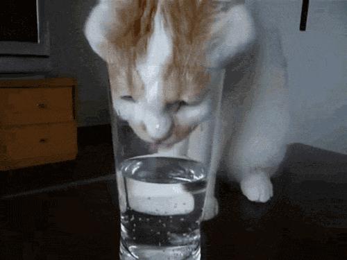 养猫一年后发现了13个神奇现象,养猫久了人会得什么病