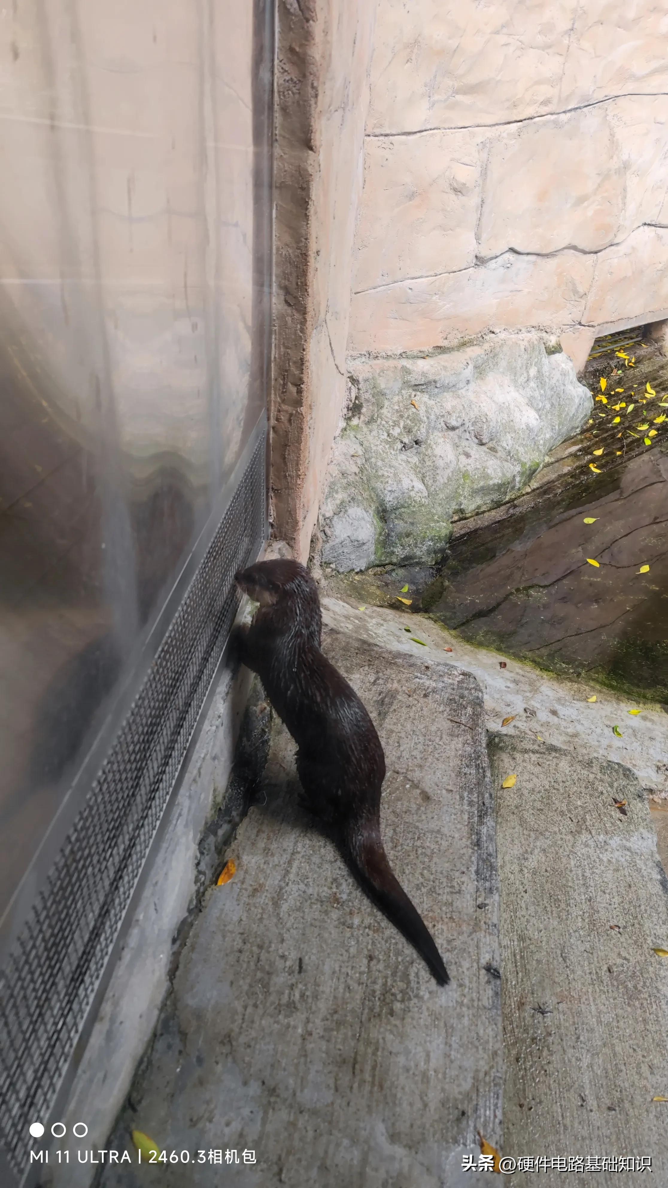 五一广州动物园人挤人的一天,广州动物园有序开放