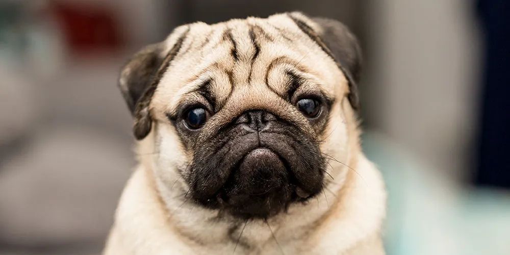 巴哥犬最大的特点,巴哥犬最令人头疼的5大缺点