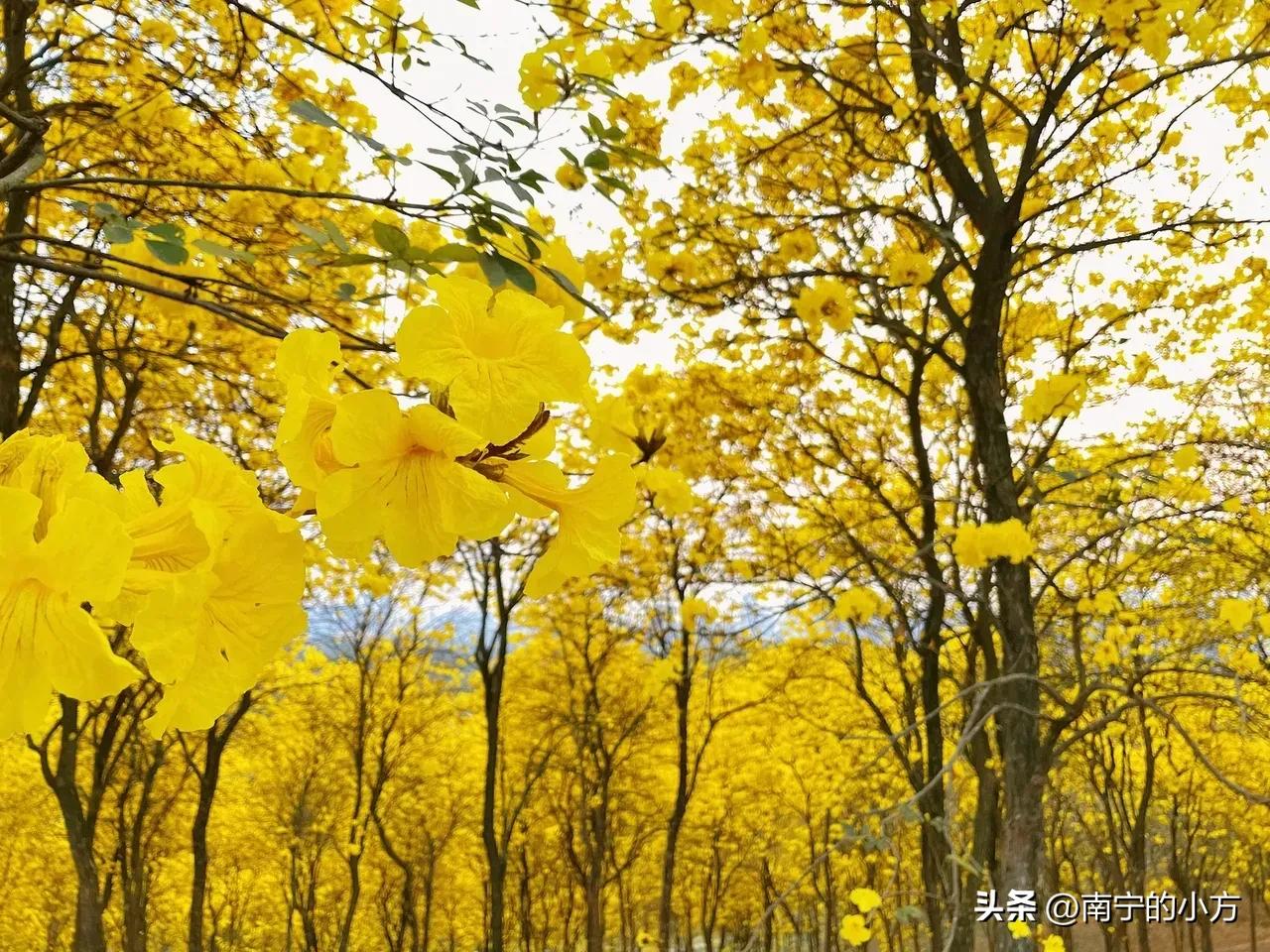 南宁风铃花真的太美了,南宁周边哪里最多黄风铃花