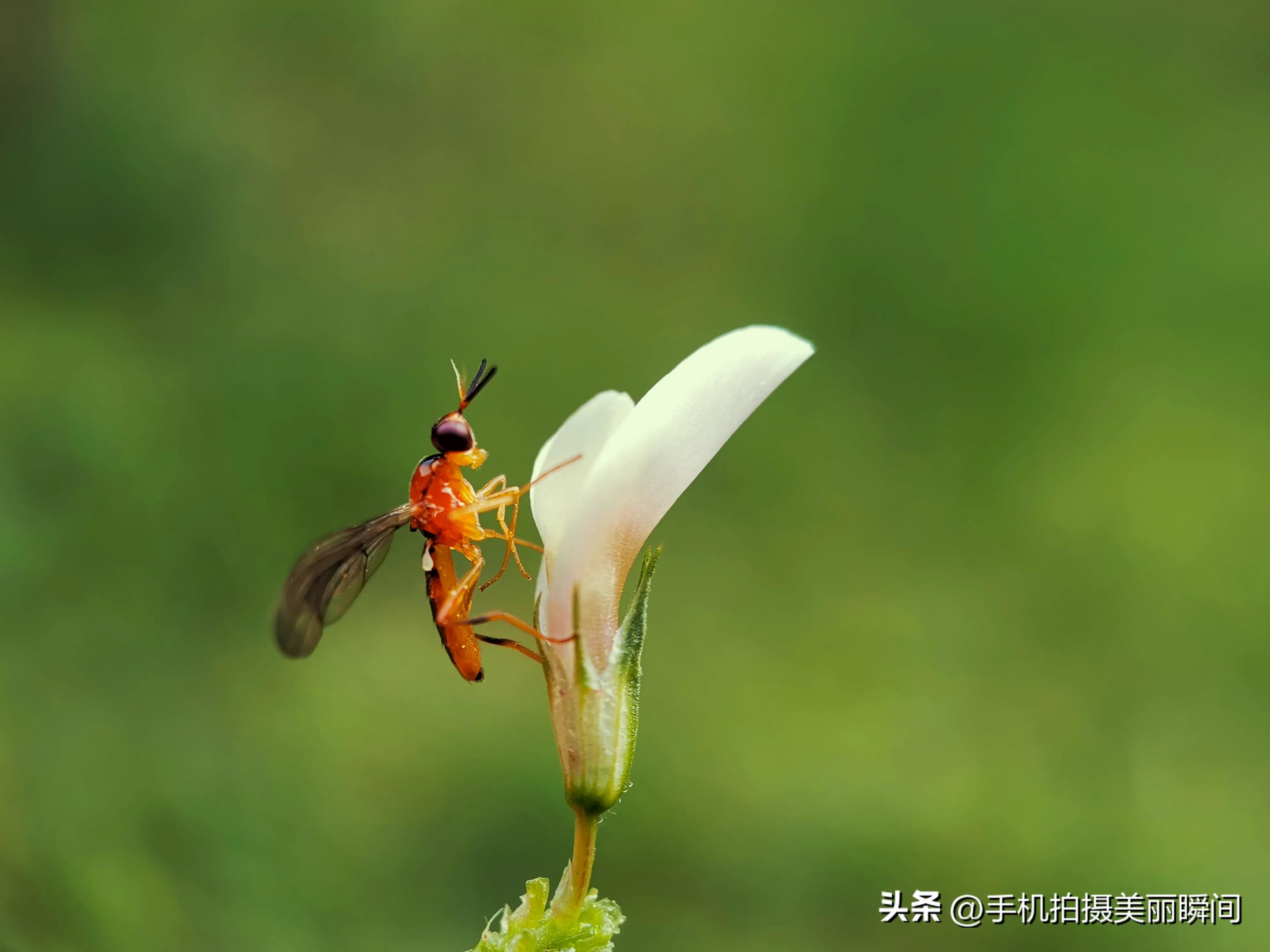 手机拍摄背景模糊技巧,手机摄影技巧之三种拍摄角度