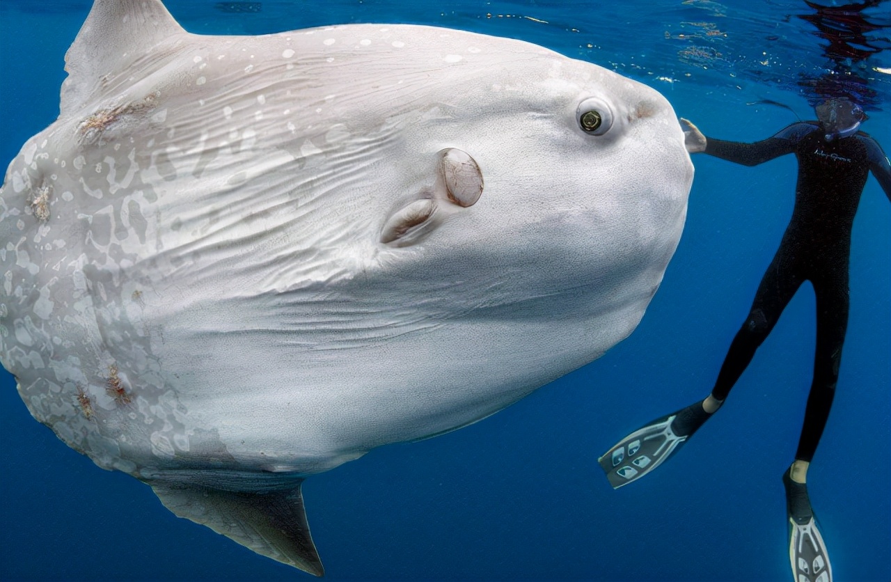 电鳗放电为何不会电到自己,电鳗为什么会放电会电到自己吗