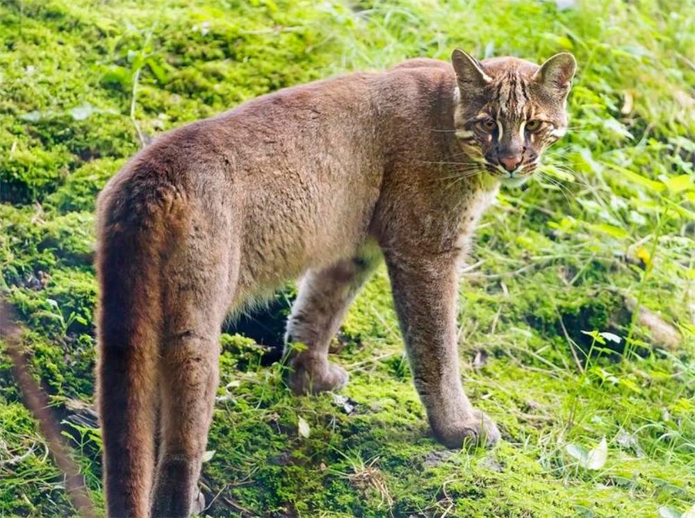 罕见金丝猴与羚牛野外同框,羚牛罕见现身甘肃尕海则岔保护区