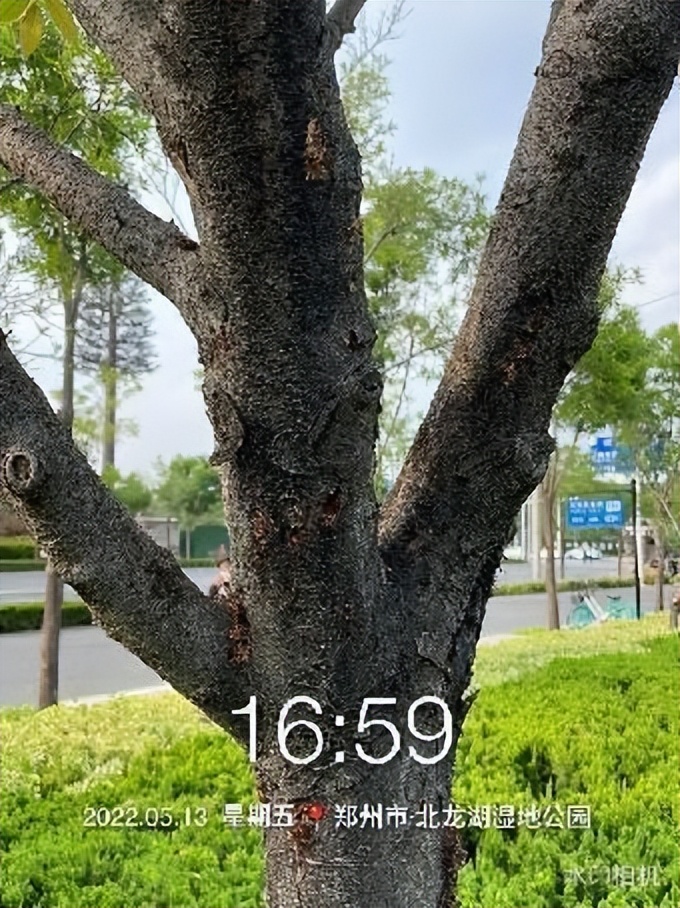 12月份园林绿化养护工作重点,元月份园林养护重点工作