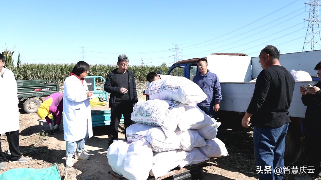 山东高产玉米品种亩产多少公斤,今年农户玉米亩产量