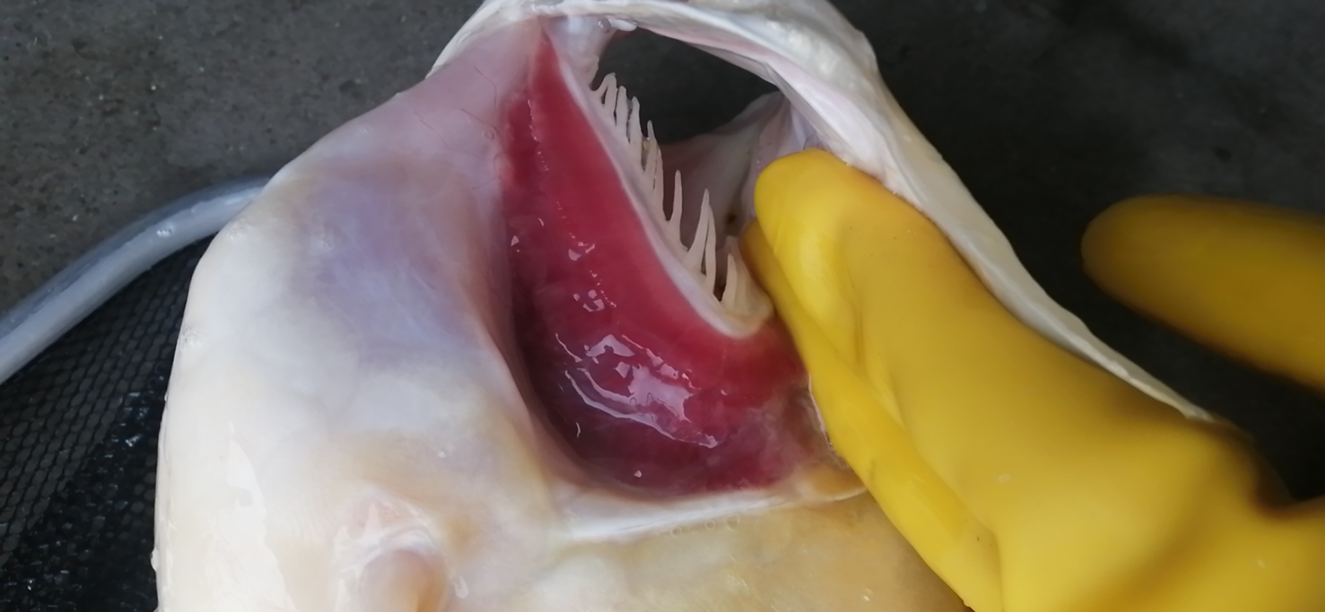 龙鱼病害防治图片,龙鱼常见疾病表现图片