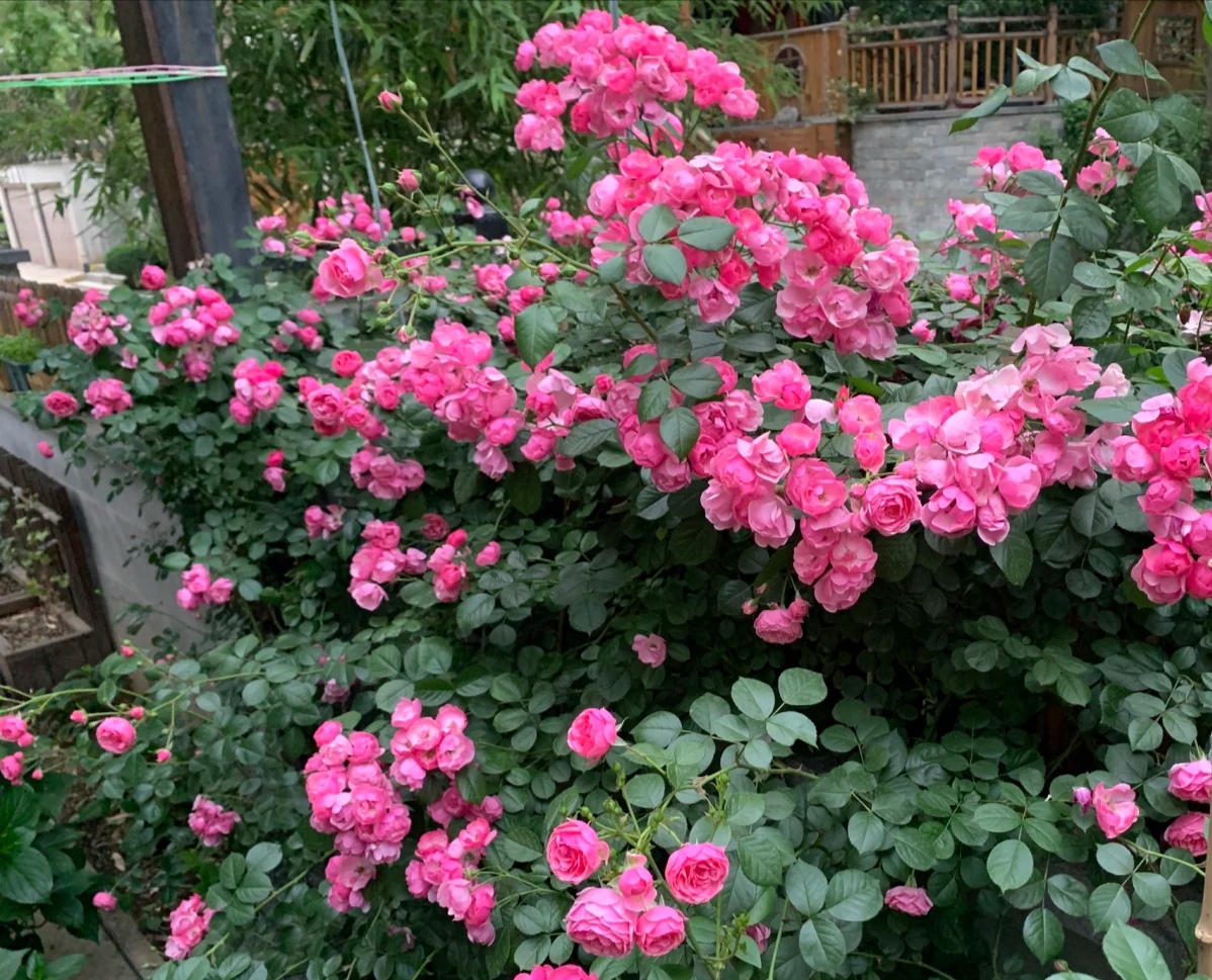 光照不足也能猛开花的藤本月季,抗病好养勤花的藤本月季品种