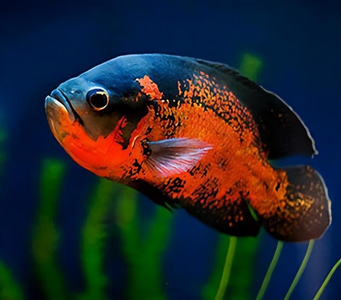 为什么不见地图鱼吃东西,地图鱼不爱游动怎么办