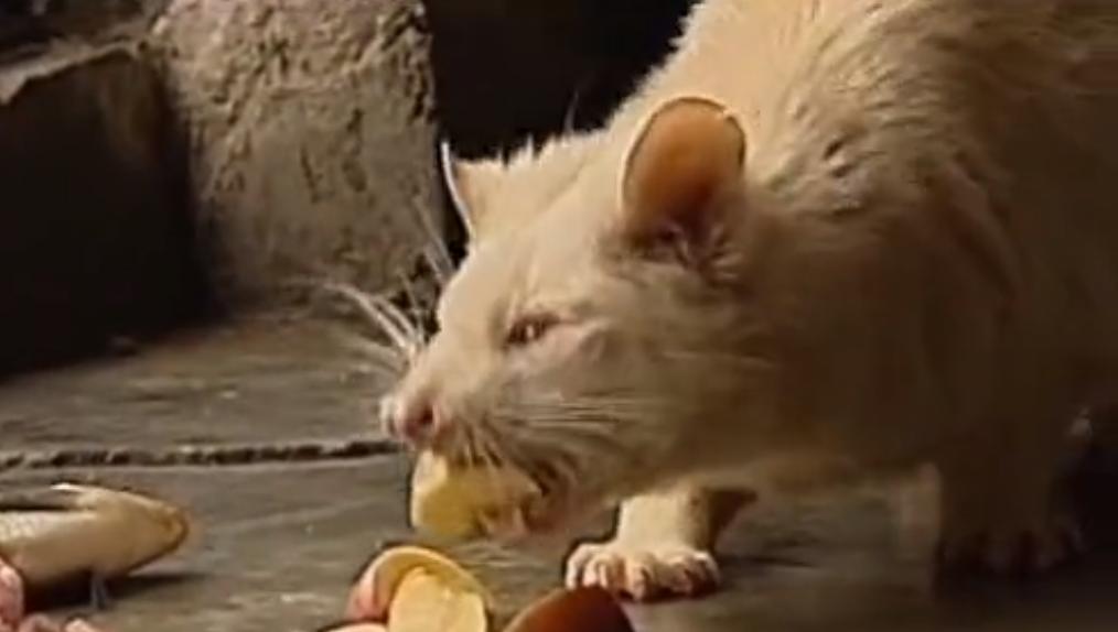 老农发现新物种,江西老农抓到神兽六不像