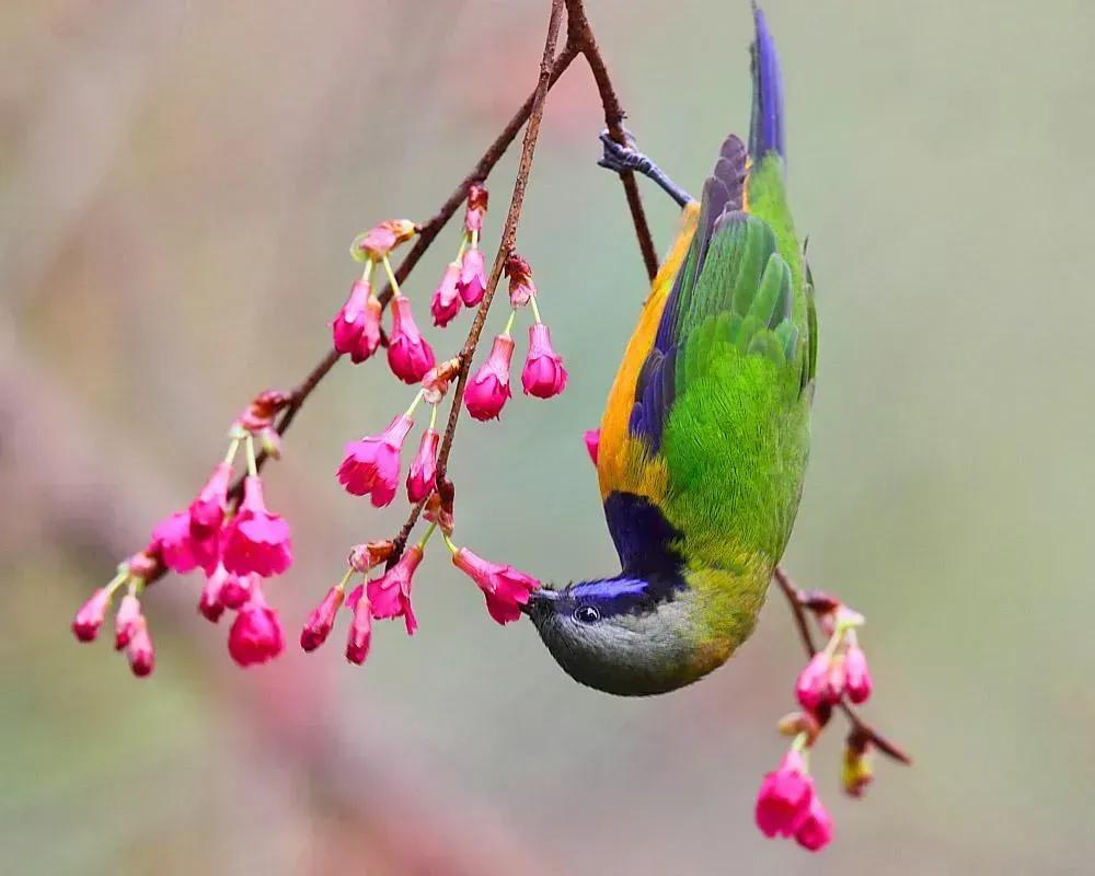 奇怪的小鸟视频,稀奇古怪的鸟