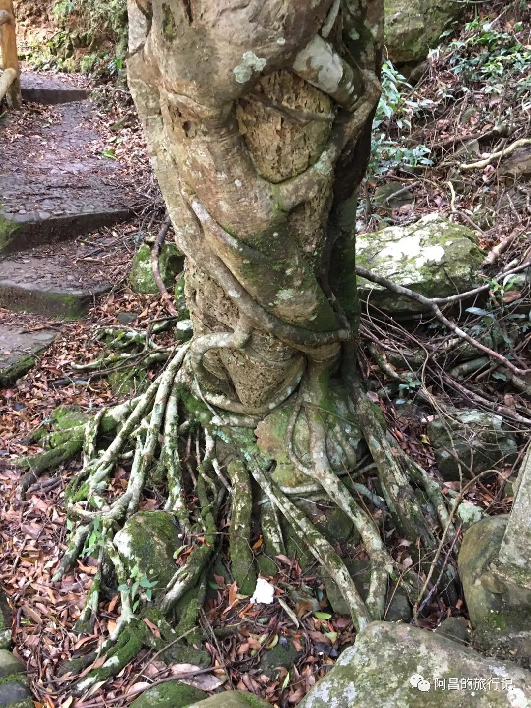 广西十万大山国家森林公园,广西十万大山国家森林公园图片