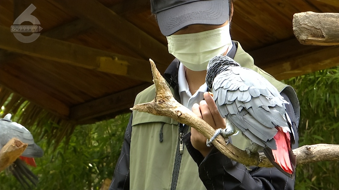 动物园鹦鹉飙脏话保育员引导,云南野生动物园内鹦鹉飙脏话