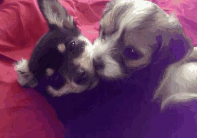 狗狗在配种时“哭天抢地”，原因有这几个