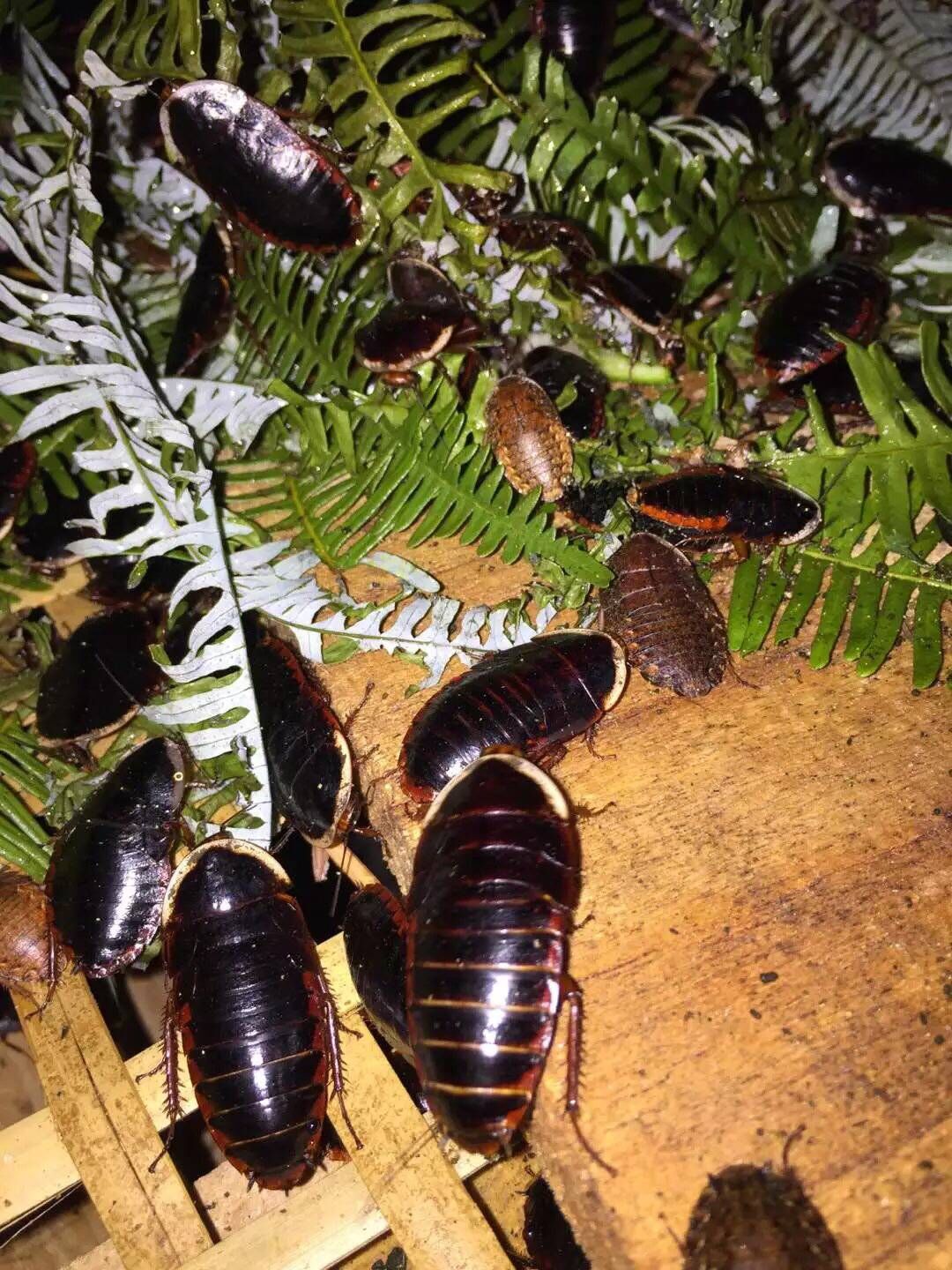 山上的野乌龟1万一斤,农村野生石龟视频