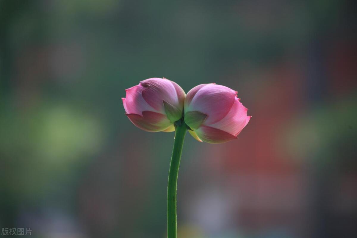 描写白色荷花的诗句古诗词,描写荷花的古诗词十首