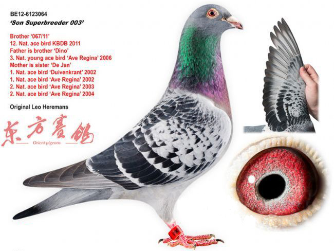 中国赛鸽名家大师,最新中国赛鸽名家