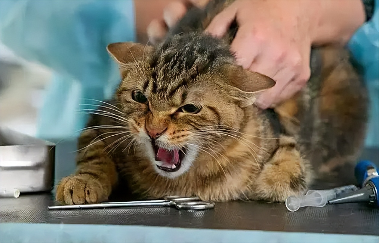 猫咪尿血吃阿莫西林颗粒症状没了,猫咪从楼上摔下来尿血该怎么止血