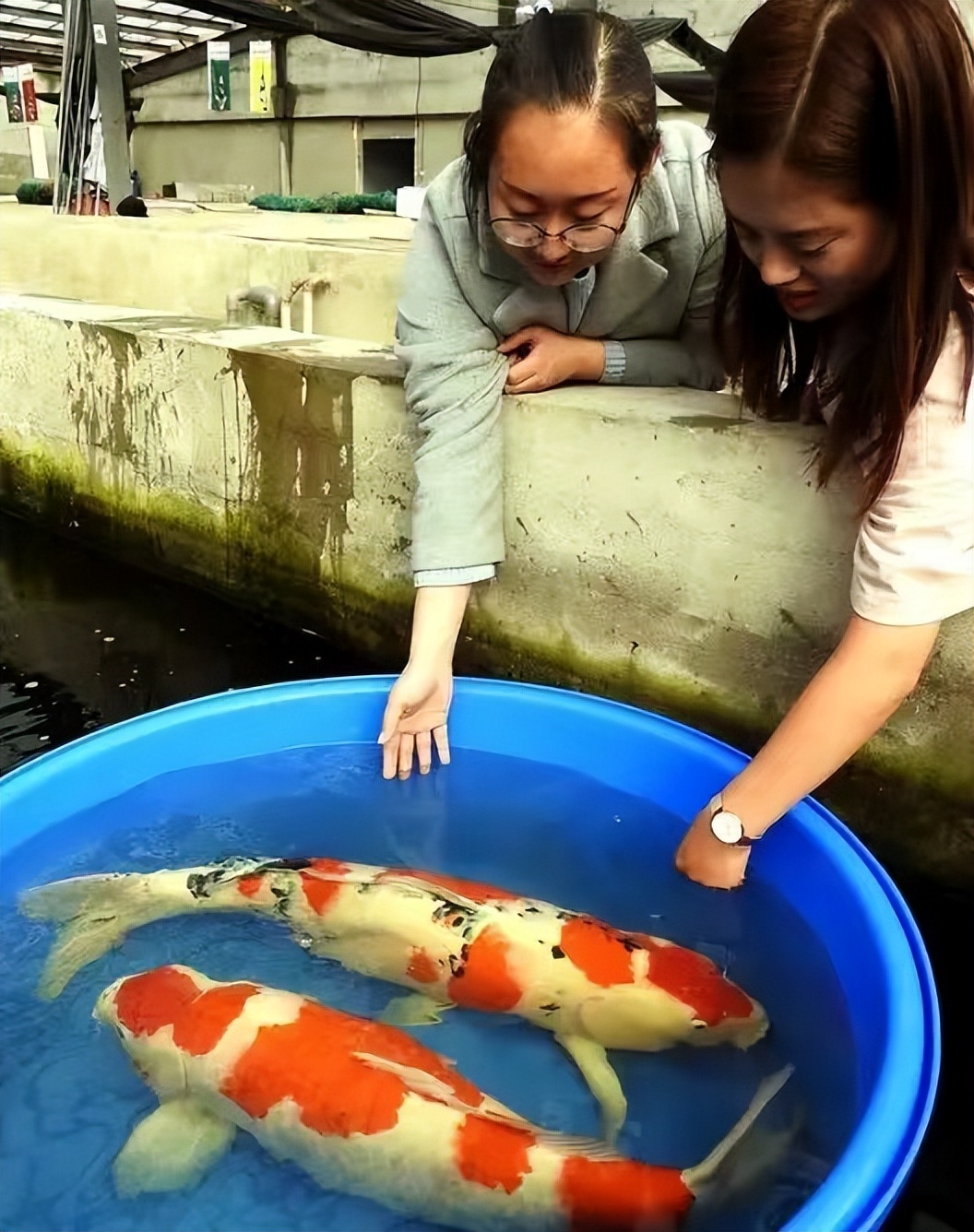 山西大叔300万买一条日本锦鲤,山西大哥花300万买日本锦鲤鱼